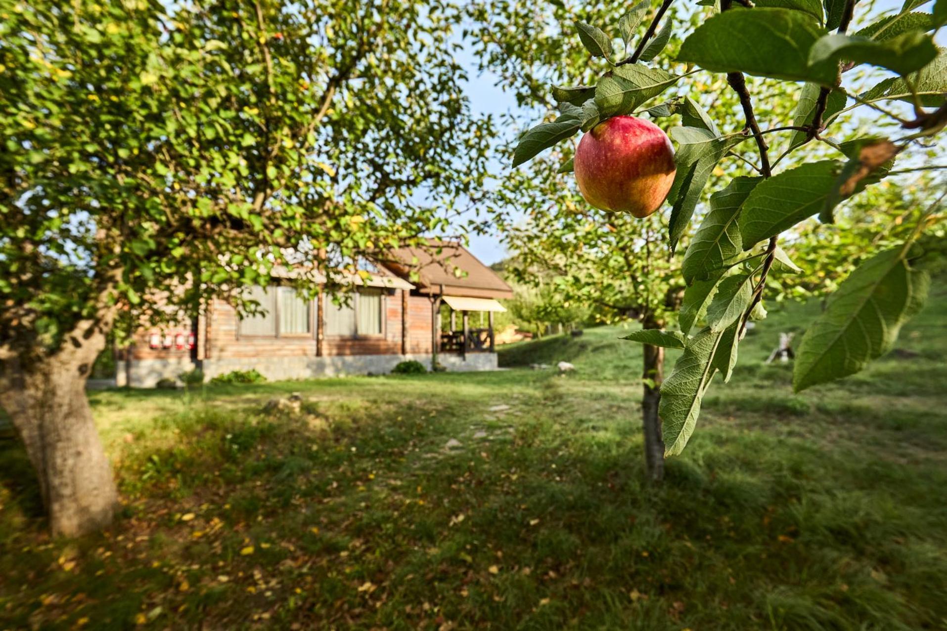 Dream House - Buzau Valley Villa Viperesti Kültér fotó